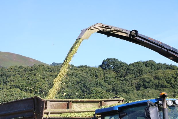 pour les ensilages 2025, les semis précoces tirent leur épingle du jeu.