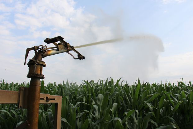 Pour l'ensilage de maïs 2025, l'irrigation permet de minimiser les pertes.
