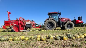 Récolte des courges : à chantier insolite, machines insolites