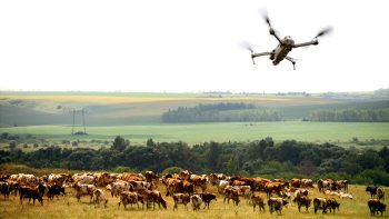 Drone en élevage : les utilisations utiles
