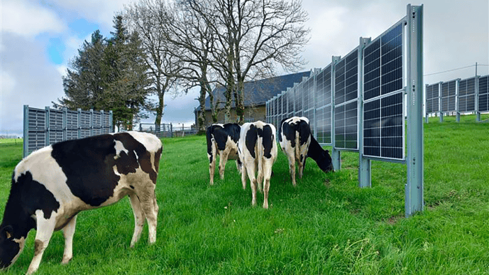 vaches agrivoltaisme
