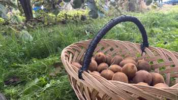 L’heure de la récolte des kiwis a sonné