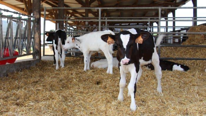 Décarbonation d'un élevage laitier, ici des génisses laitières sur paille