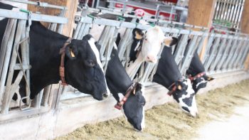 Décarbonation d’un élevage laitier : des pistes à ruminer