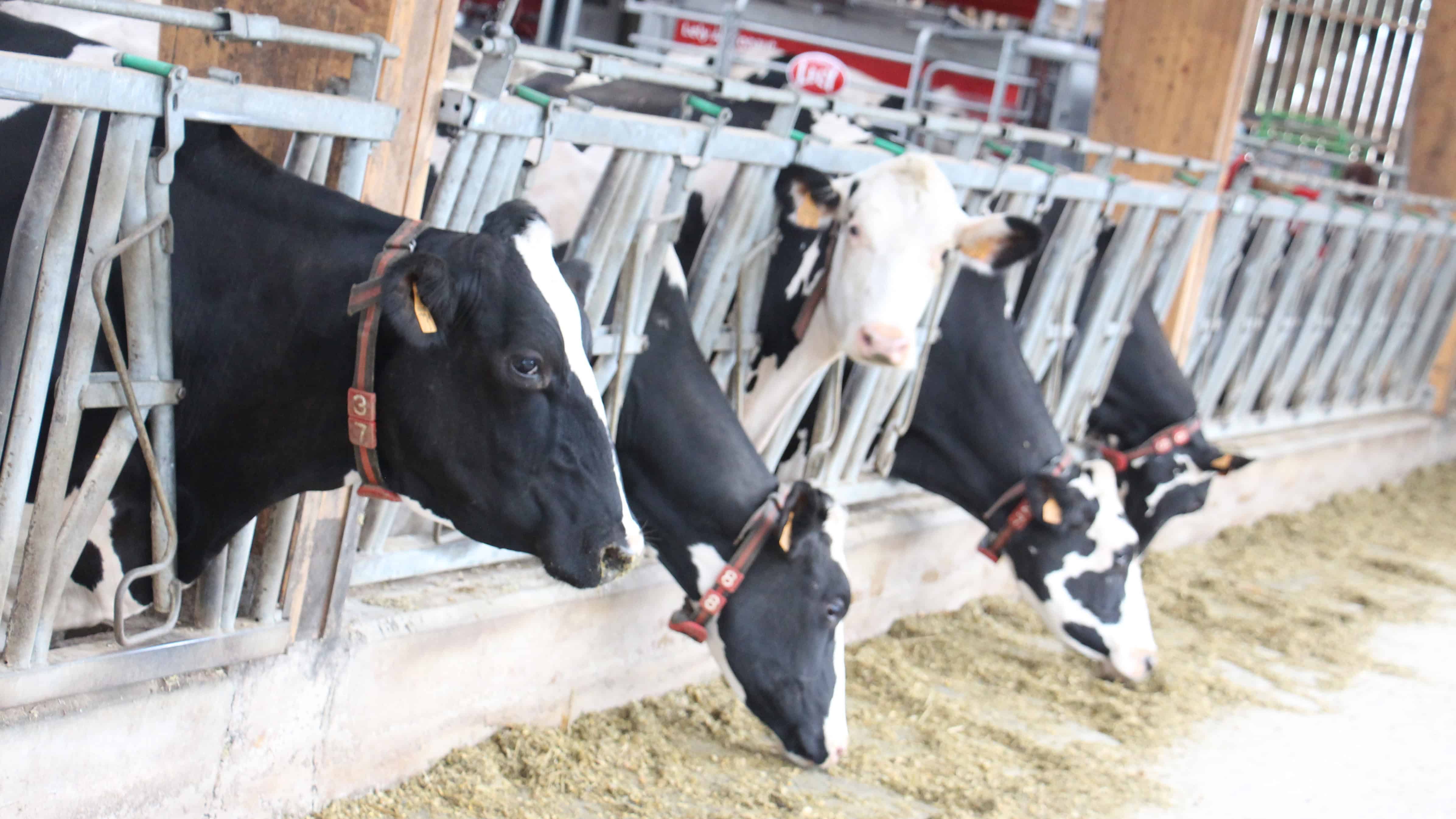 Alimentation à l'auge du troupeau laitier