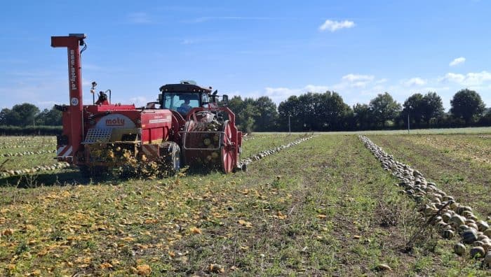 récolte des andains de courges graines