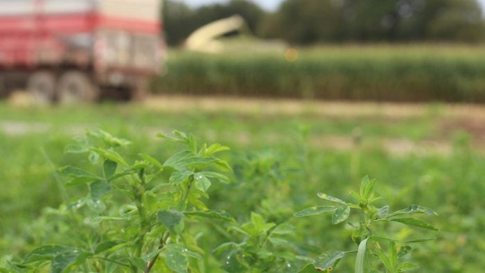 Culture de luzerne et de maïs fourrager