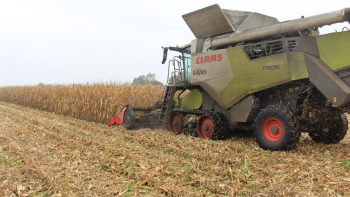 Maïs grain 2025 : retour à des conditions de récolte favorables