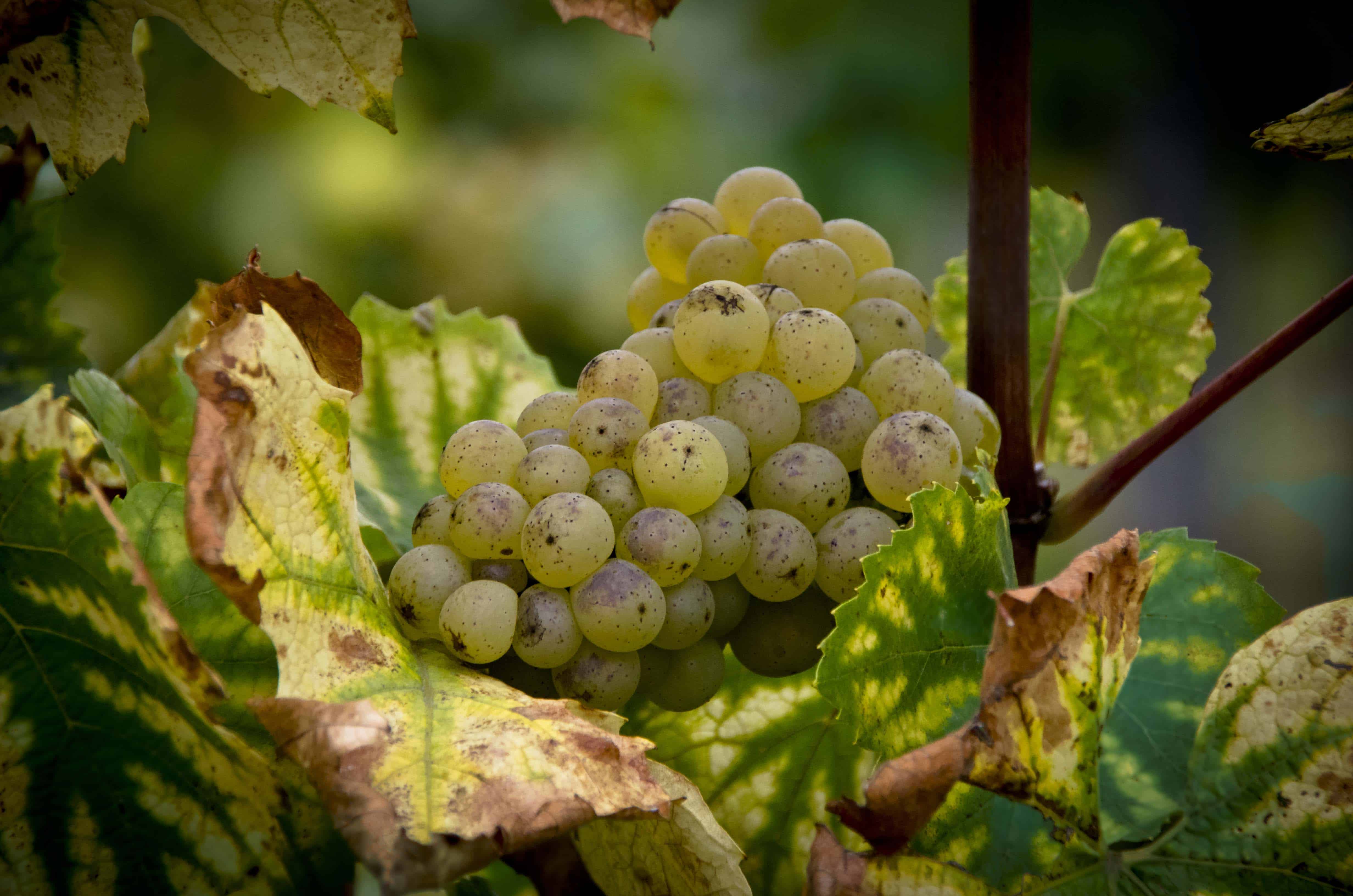 avenir de la viticulture