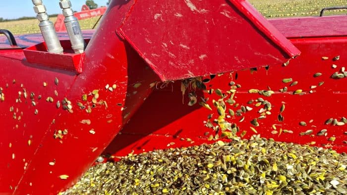 récolte graines de courge