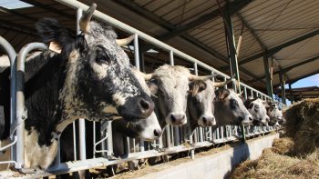 [Décarbonation] Faut-il arrêter l’élevage en France ?