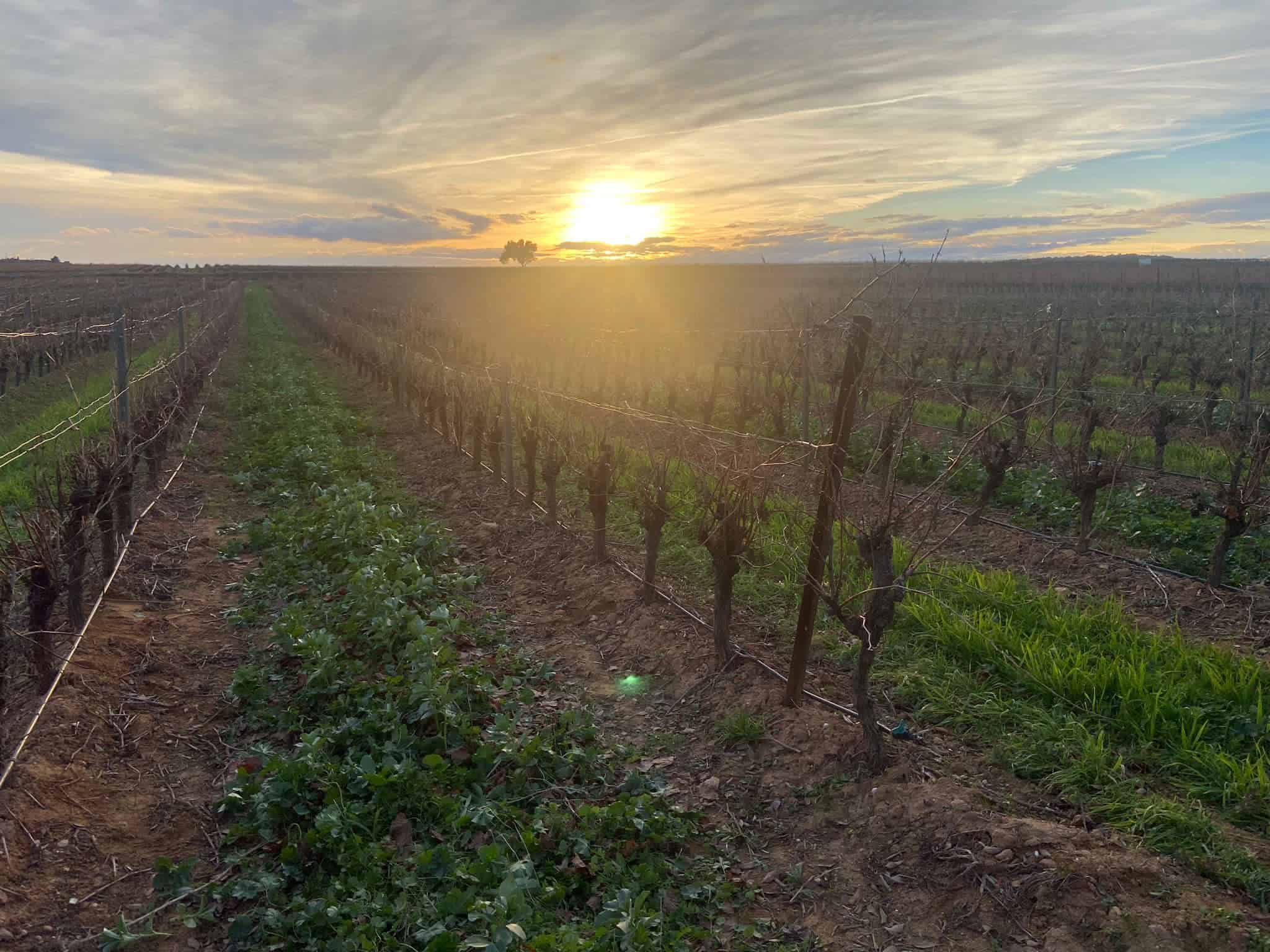 viticulture dans le Languedoc