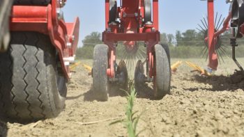 La star du désherbage mécanique, la bineuse ?