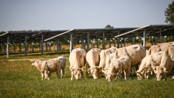 L’Observatoire de l’ Agrivoltaïsme est en ligne