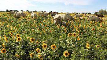 Décarbonation : l’agriculture entre contrainte et adaptation
