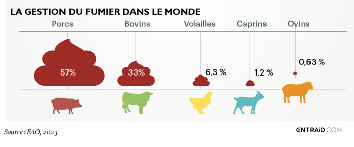 Arrêter l'élevage des porcs pour réduire le lisier