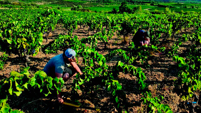 Mycea médaillé d'or au Sitevi 2025