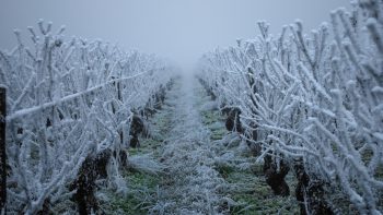 Gel des vignes, bien savoir à quoi on a affaire