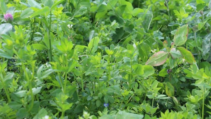 Intérêt du couvert avant maïs fourrage