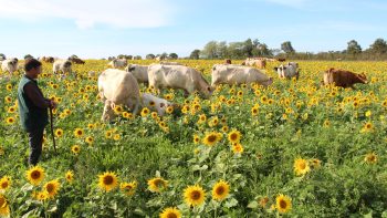 En Vendée, un système autonome, rémunérateur, et qui en plus, décarbone 