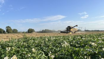Rotation des cultures, l’atout gagnant