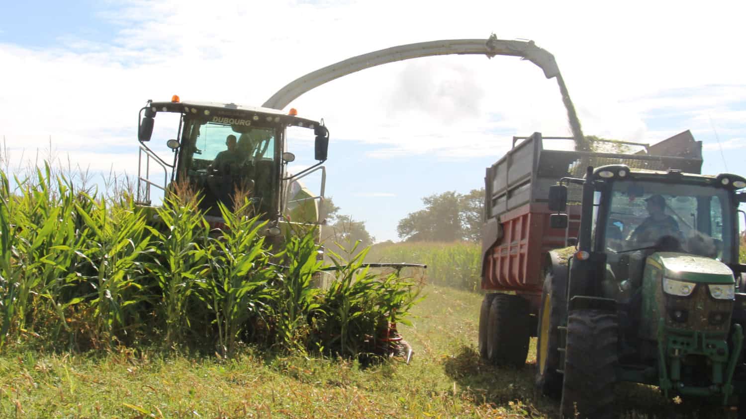 ensilages de maïs 2025