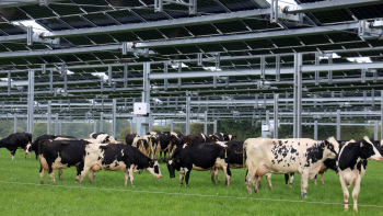 Les vaches et les panneaux solaires sont-ils compatibles ?