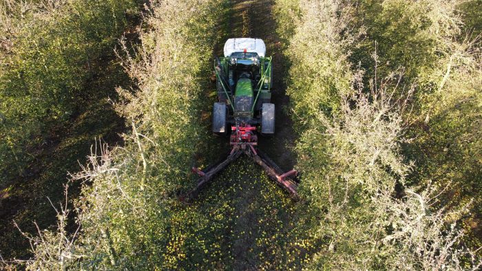 Une andaineuse ramène les pommes au centre de l'allée.