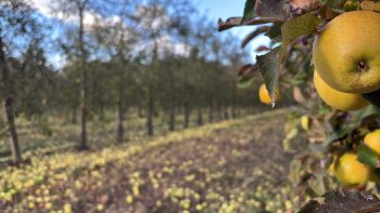 La récolte de pommes en bande organisée
