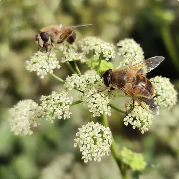 Des syrphes élevés pour la pollinisation par la société Polyfly au Sival 2026