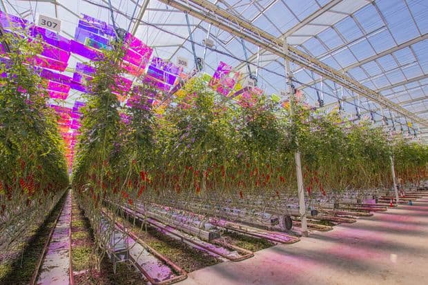 Des panneaux photovoltaïques sur les serres sans les inconvénients habituels