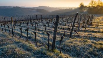 Des résultats rafraîchissants dans la lutte contre le gel