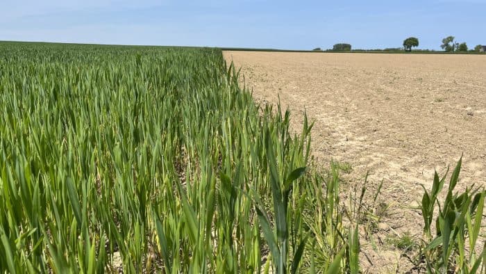 20 €/ha d’économie en fongicides pour les céréales 2025