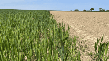 20 €/ha d’économie en fongicides pour les céréales 2025