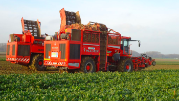 Récolte et rendement betterave 2025 : un bilan entre productivité et crise de rentabilité