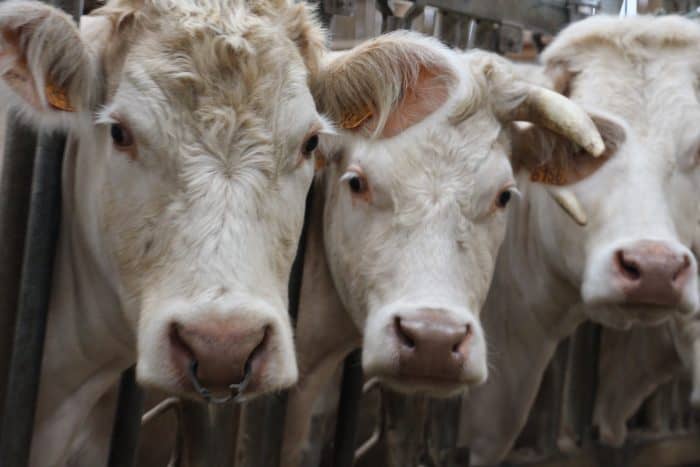 La vaccination obligatoire dcontre la DNC est au menu dans 7 départements du Sud-Ouest.