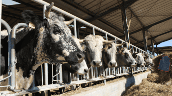 [DNC] Vaccination obligatoire dans 7 départements d&rsquo;Occitanie et de Nouvelle-Aquitaine