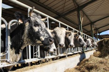 [DNC] Vaccination obligatoire dans 7 départements d&rsquo;Occitanie et de Nouvelle-Aquitaine