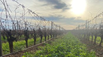 Fertirrigation en vigne, les pour et les contre