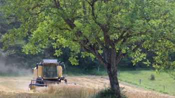 Nicolas Thibaud, le grain pour passion