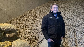 Pomme de terre, une fin de campagne dans le flou