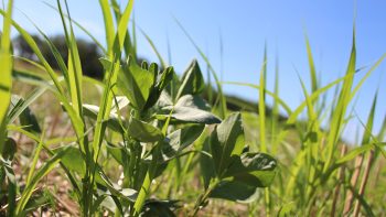 [Décarbonation] Le gros potentiel des couverts végétaux