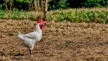 Des aides pour les pertes liées à la lutte contre la grippe aviaire 2024-2025