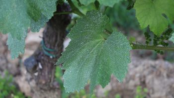 Une assurance verte pour réduire l’usage des fongicides