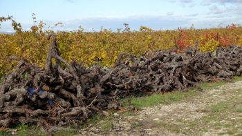 Arrêter la vigne et le vin, un arrache-cœur parfois nécessaire