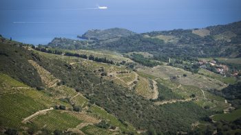 Banyuls : des vignerons qui se battent