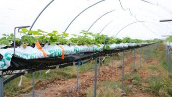 fraisiers sous serre