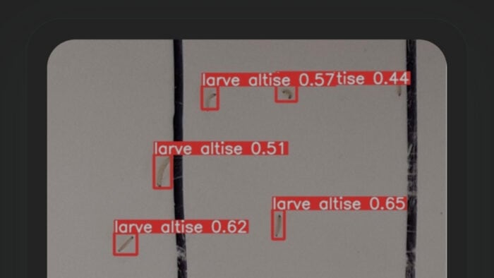 Image agrandie détection Berl'eyes larves altise colza