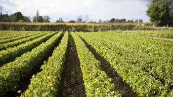 pépinière viticole