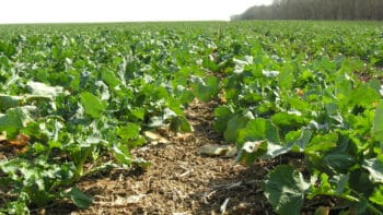 Les larves d&rsquo;altises sur colza passées à la moulinette de l&rsquo;IA